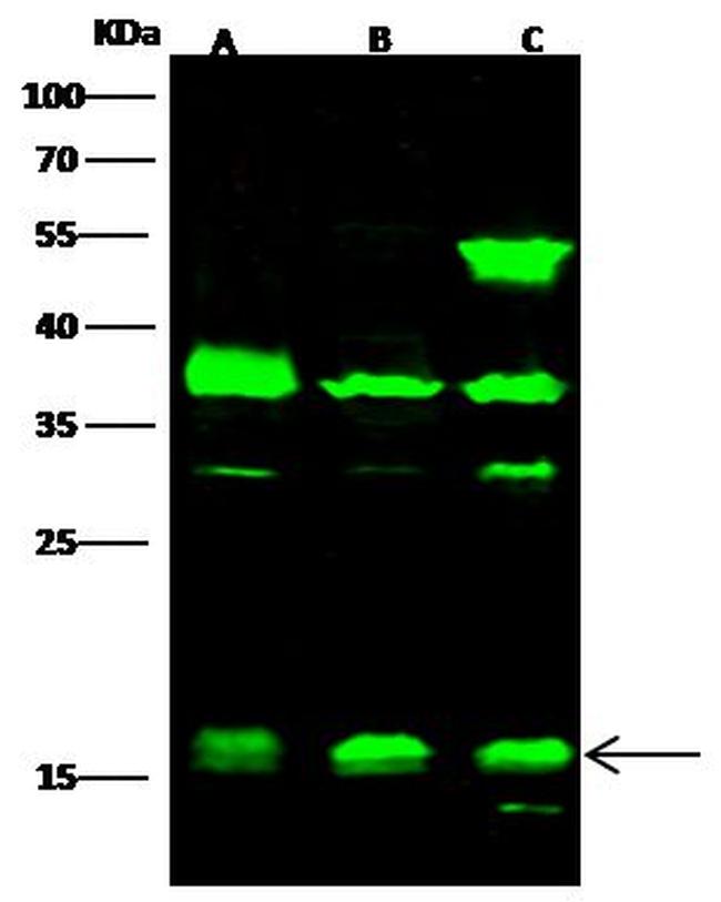 Histone H3 Antibody in Western Blot (WB)