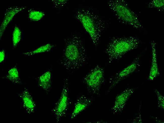 LRP1 Antibody in Immunocytochemistry (ICC/IF)