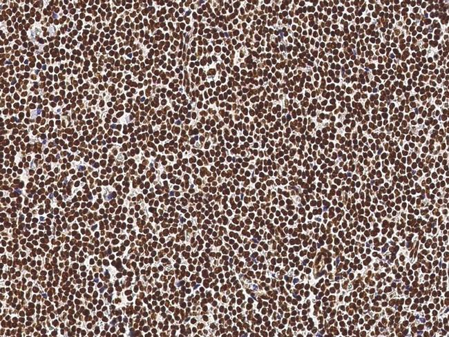 NeuroG3 Antibody in Immunohistochemistry (Paraffin) (IHC (P))