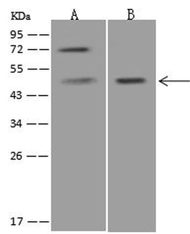 PTF1A Antibody in Western Blot (WB)