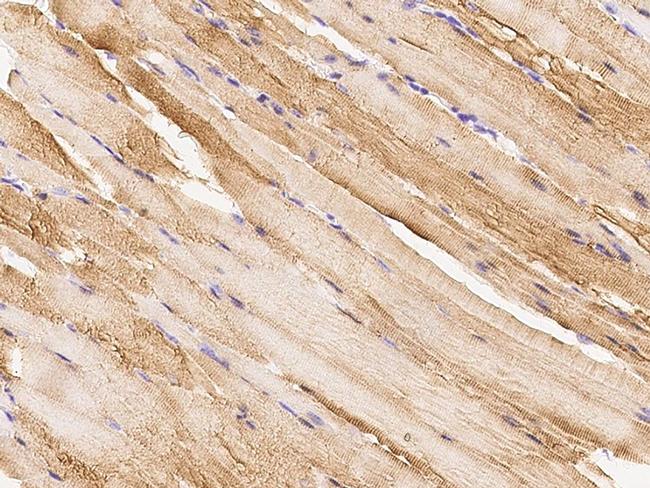 Creatine Kinase MB Antibody in Immunohistochemistry (Paraffin) (IHC (P))