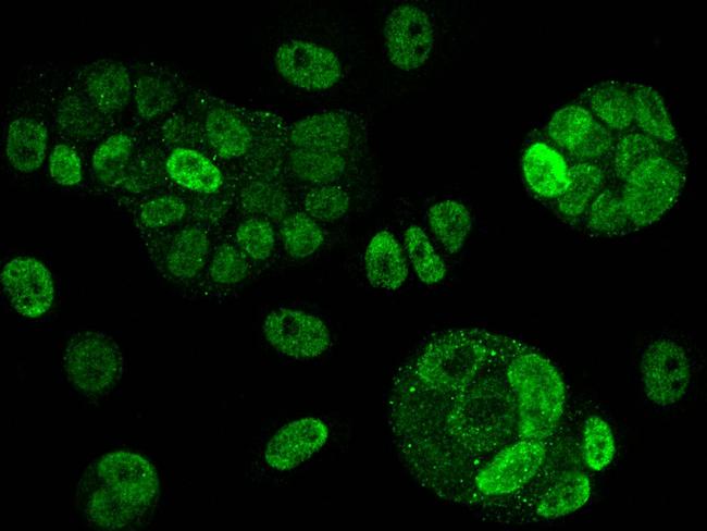 AMPK alpha-2 Antibody in Immunocytochemistry (ICC/IF)