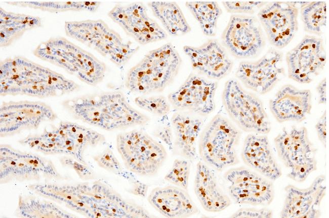 Carbonic Anhydrase II Antibody in Immunohistochemistry (Paraffin) (IHC (P))