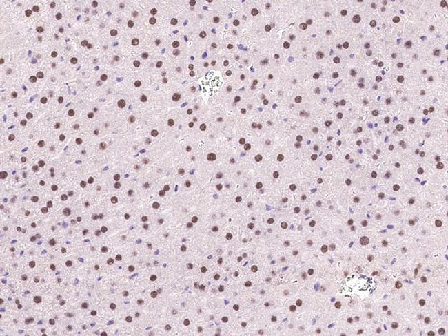 DPPA4 Antibody in Immunohistochemistry (Paraffin) (IHC (P))