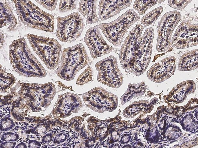 LAIR1 Antibody in Immunohistochemistry (Paraffin) (IHC (P))