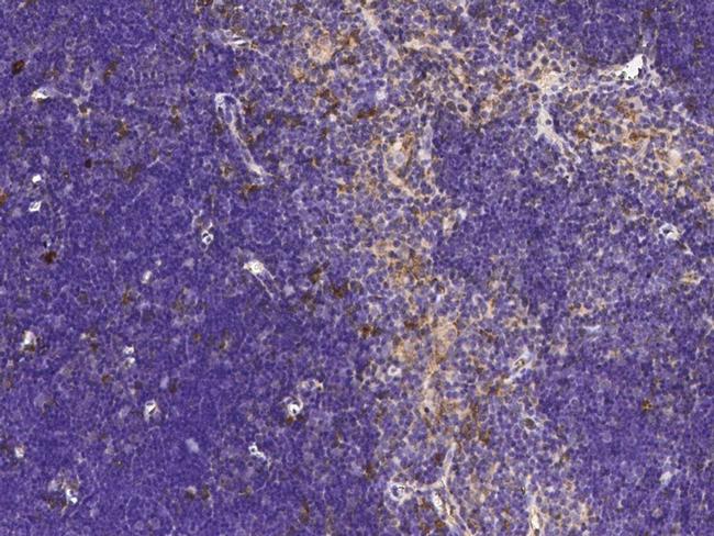 CD205 Antibody in Immunohistochemistry (Paraffin) (IHC (P))