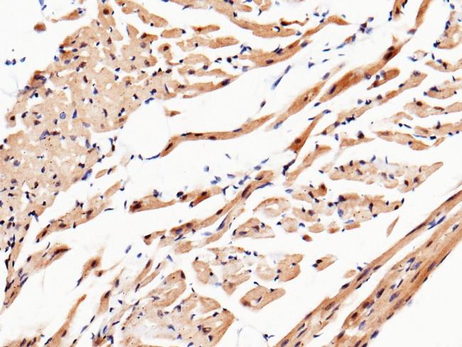 UCHL3 Antibody in Immunohistochemistry (Paraffin) (IHC (P))