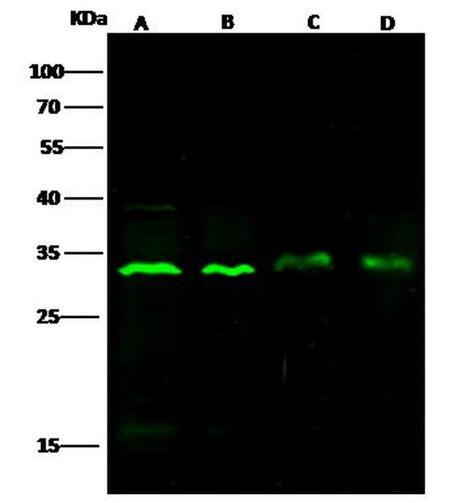 Bcl-xL Antibody in Western Blot (WB)