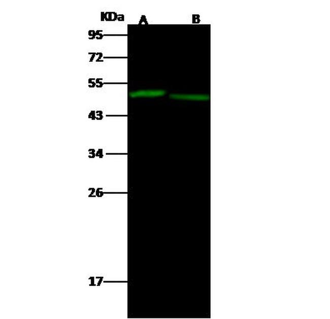 EED Antibody in Western Blot (WB)