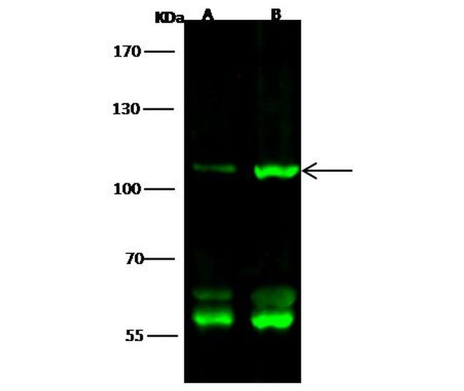 GluR2 Antibody in Western Blot (WB)