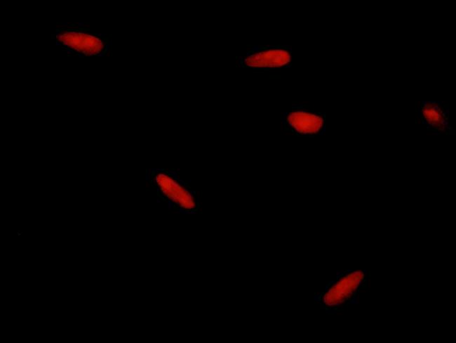 HDAC1 Antibody in Immunocytochemistry (ICC/IF)