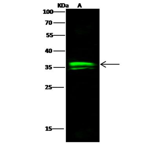 OTX1 Antibody in Western Blot (WB)