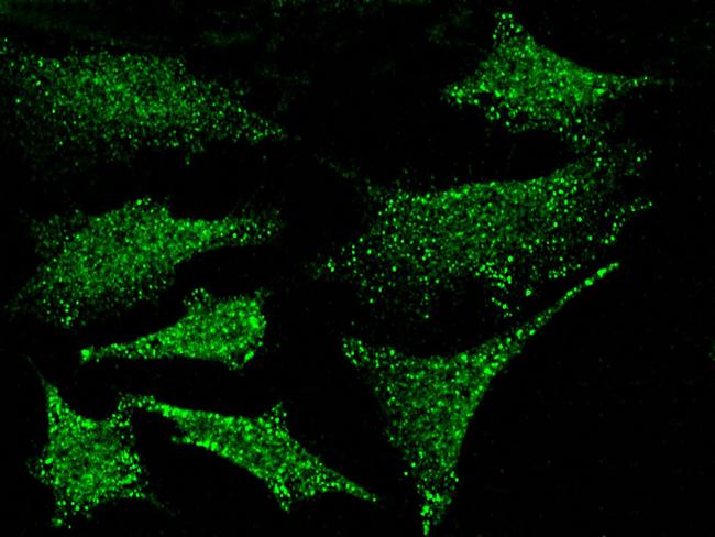 PKN1 Antibody in Immunocytochemistry (ICC/IF)