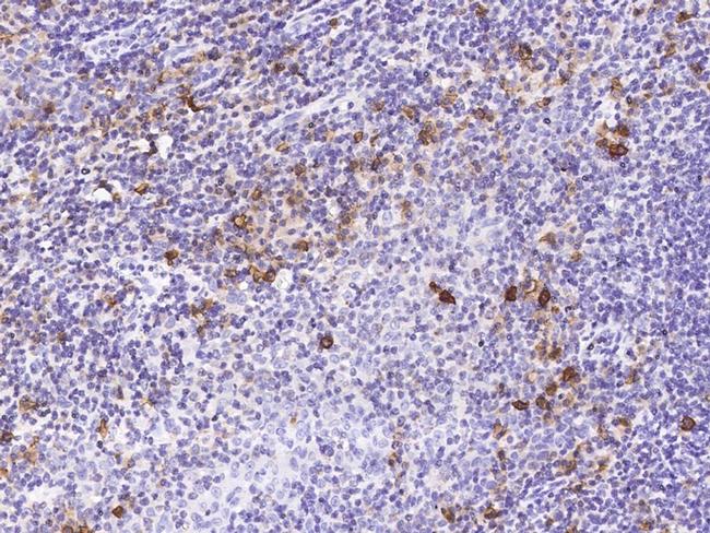 CD160 Antibody in Immunohistochemistry (Paraffin) (IHC (P))