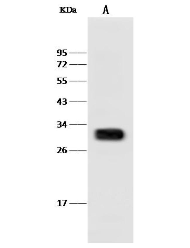 HAAO Antibody in Western Blot (WB)