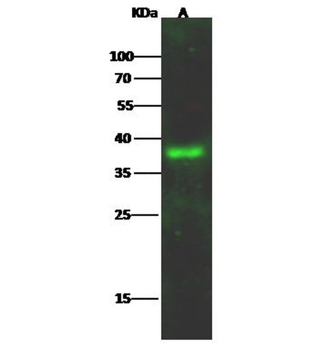 LAIR1 Antibody in Western Blot (WB)