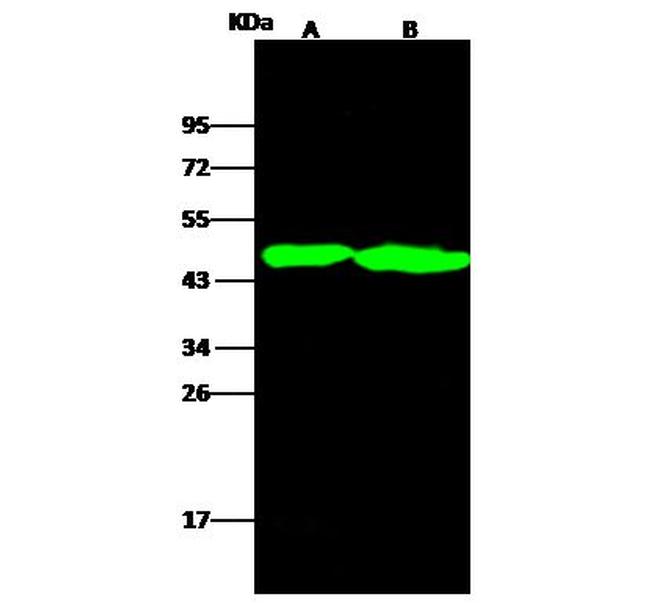 OX40 Antibody in Western Blot (WB)