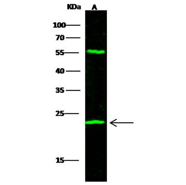 UCHL3 Antibody in Western Blot (WB)