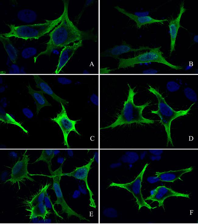 E Tag Antibody in Immunocytochemistry (ICC/IF)