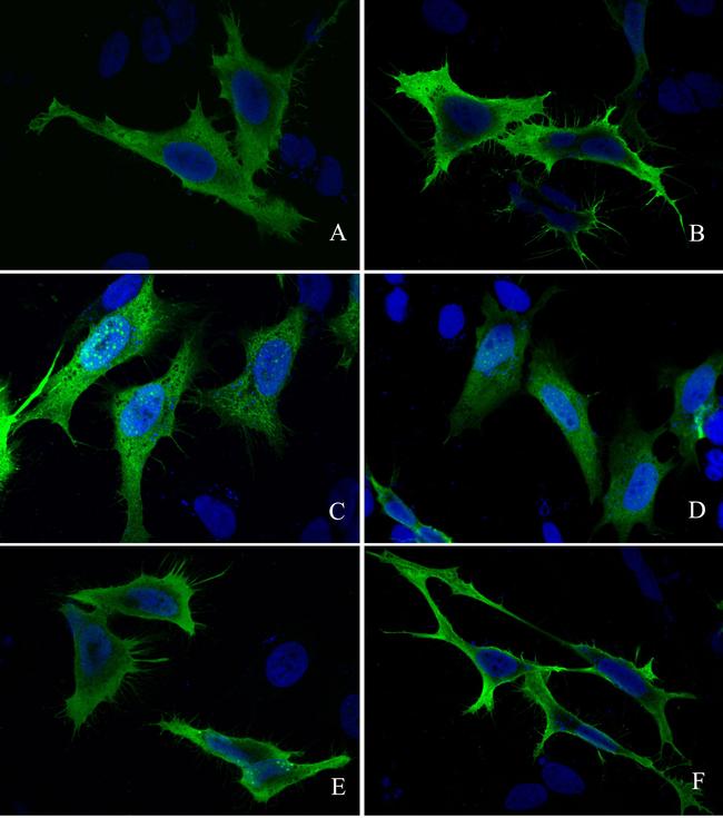 S-peptide Epitope Tag Antibody in Immunocytochemistry (ICC/IF)