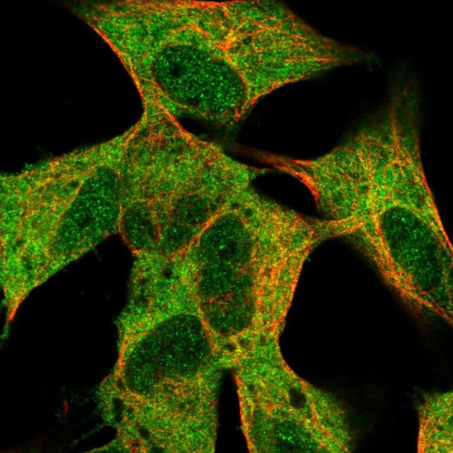 MLLT11 Antibody in Immunocytochemistry (ICC/IF)