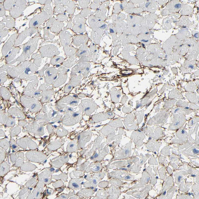 Fibulin 5 Antibody in Immunohistochemistry (Paraffin) (IHC (P))