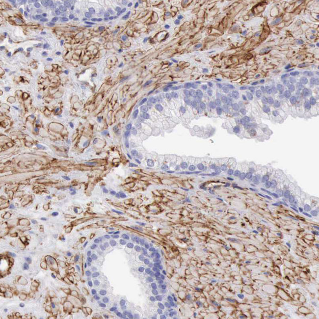 AOC3 Antibody in Immunohistochemistry (Paraffin) (IHC (P))