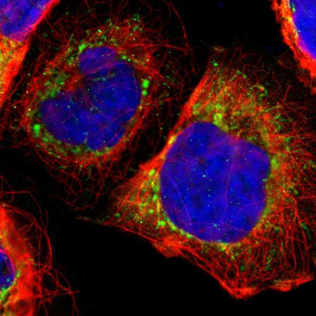 Thioredoxin 2 Antibody in Immunocytochemistry (ICC/IF)