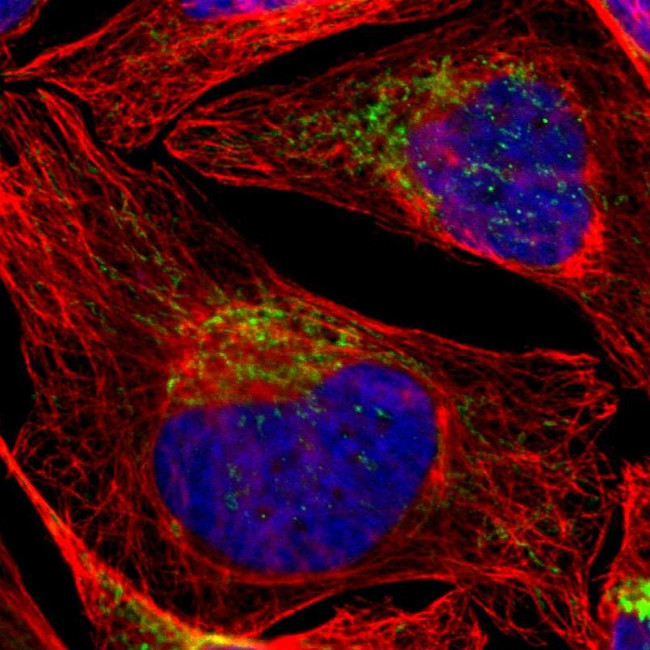 Aconitase 2 Antibody in Immunocytochemistry (ICC/IF)