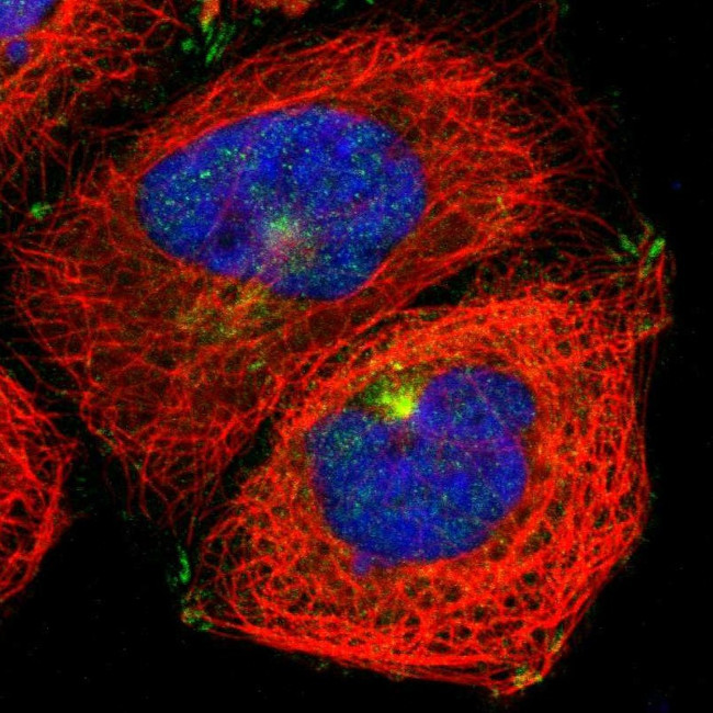 MYO5A Antibody in Immunocytochemistry (ICC/IF)