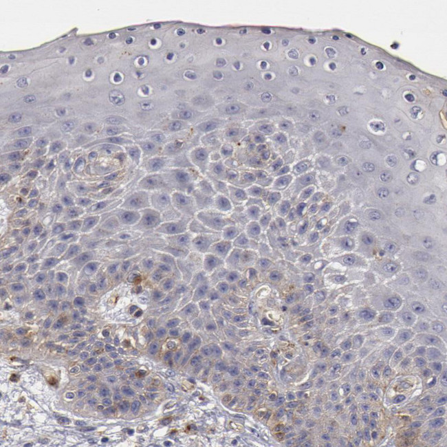 Flotillin 1 Antibody in Immunohistochemistry (Paraffin) (IHC (P))