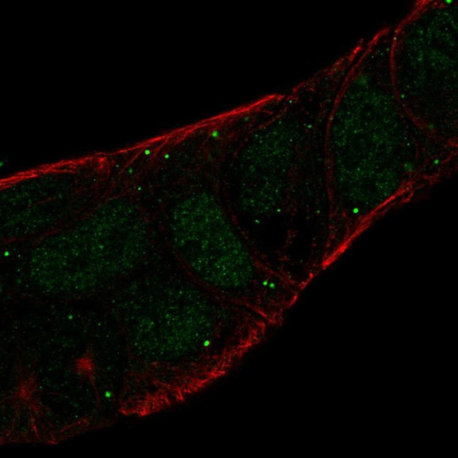 LGMN Antibody in Immunocytochemistry (ICC/IF)