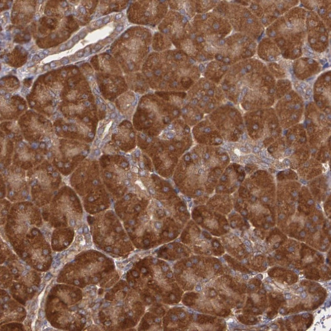 ECE1 Antibody in Immunohistochemistry (Paraffin) (IHC (P))