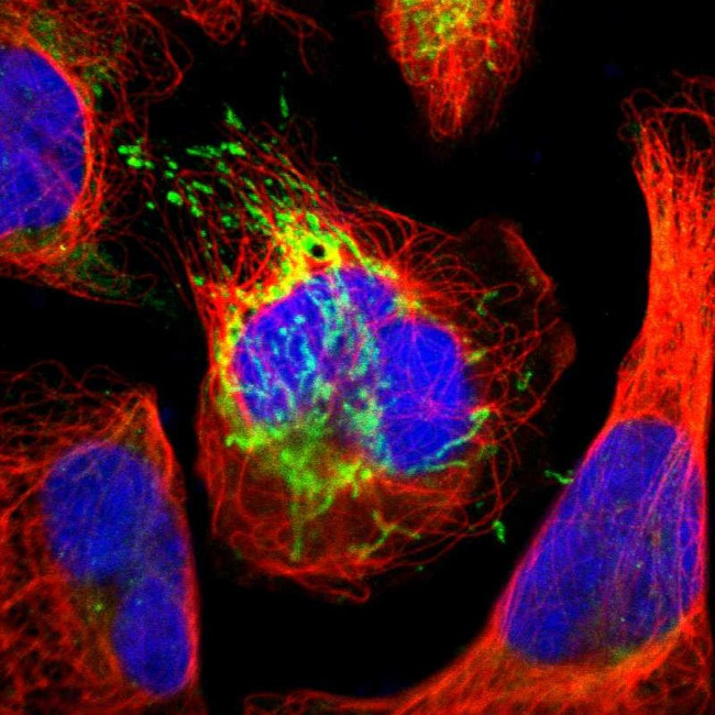 ATP Synthase beta Antibody in Immunocytochemistry (ICC/IF)