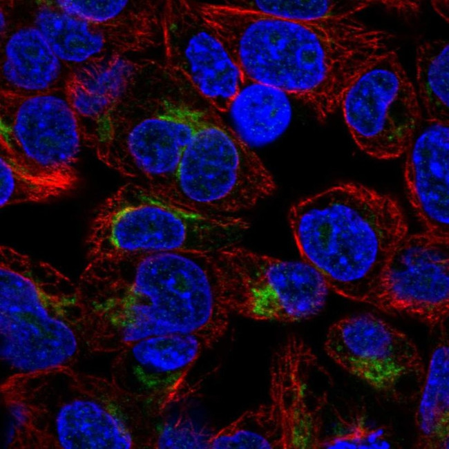 Apolipoprotein H Antibody in Immunocytochemistry (ICC/IF)