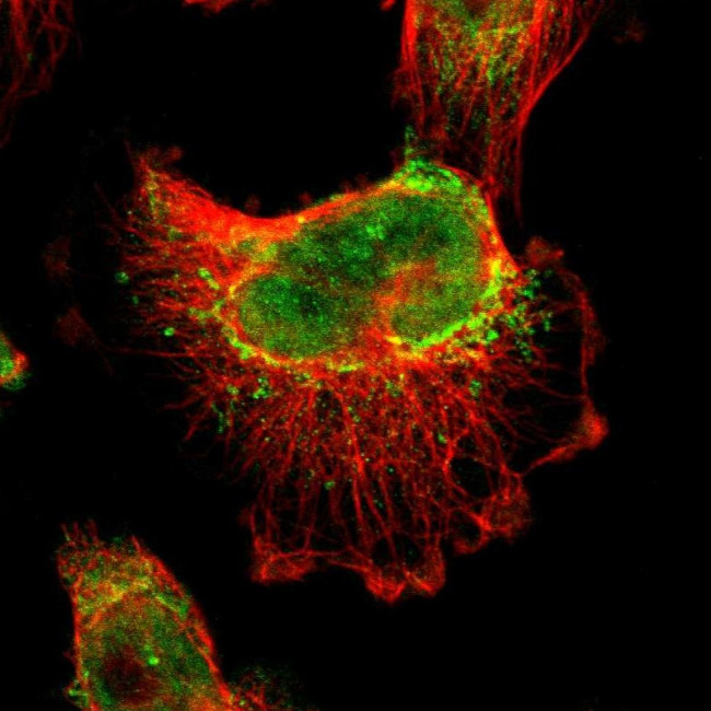 BRD8 Antibody in Immunocytochemistry (ICC/IF)