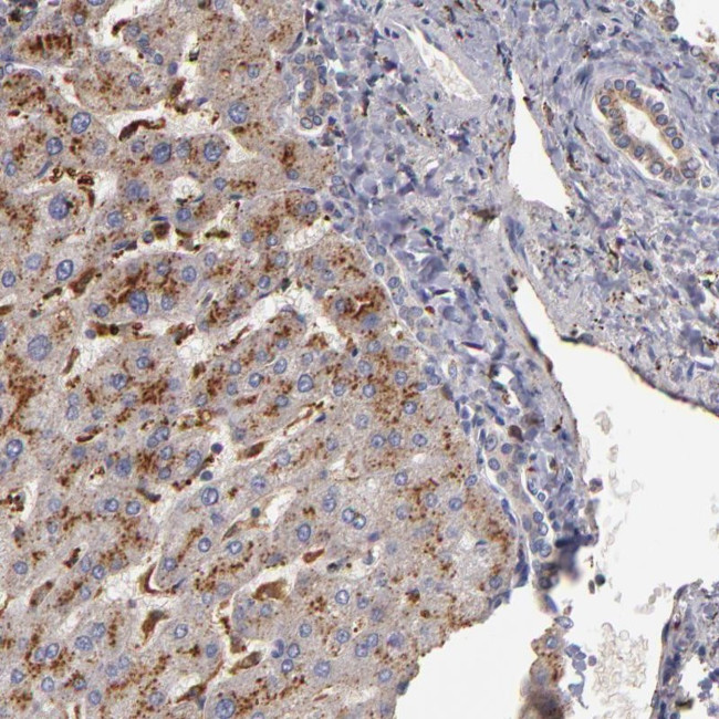 TRAF1 Antibody in Immunohistochemistry (Paraffin) (IHC (P))