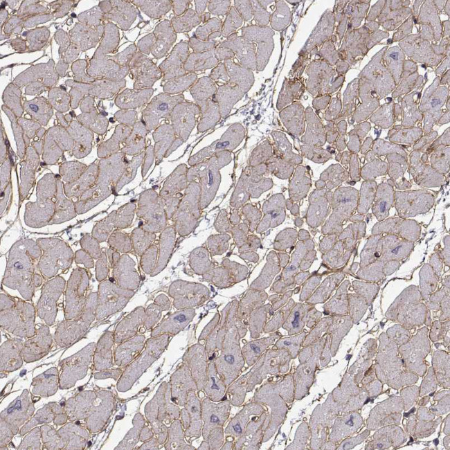 Laminin beta-2 Antibody in Immunohistochemistry (Paraffin) (IHC (P))