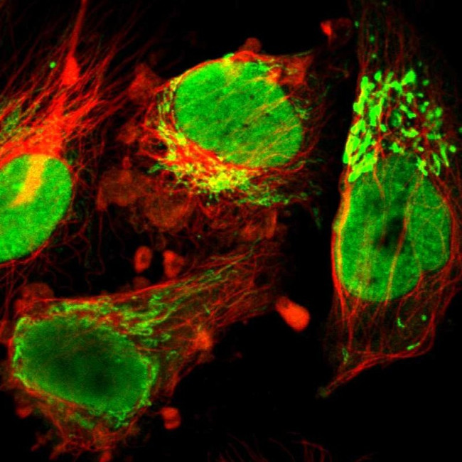 ILF3 Antibody in Immunocytochemistry (ICC/IF)