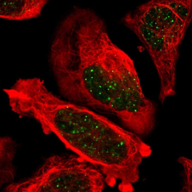 TRF2 Antibody in Immunocytochemistry (ICC/IF)