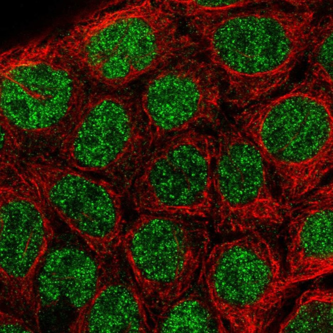 IRF8 Antibody in Immunocytochemistry (ICC/IF)