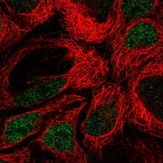 IRF8 Antibody in Immunocytochemistry (ICC/IF)