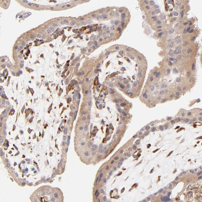 SPARC Antibody in Immunohistochemistry (Paraffin) (IHC (P))