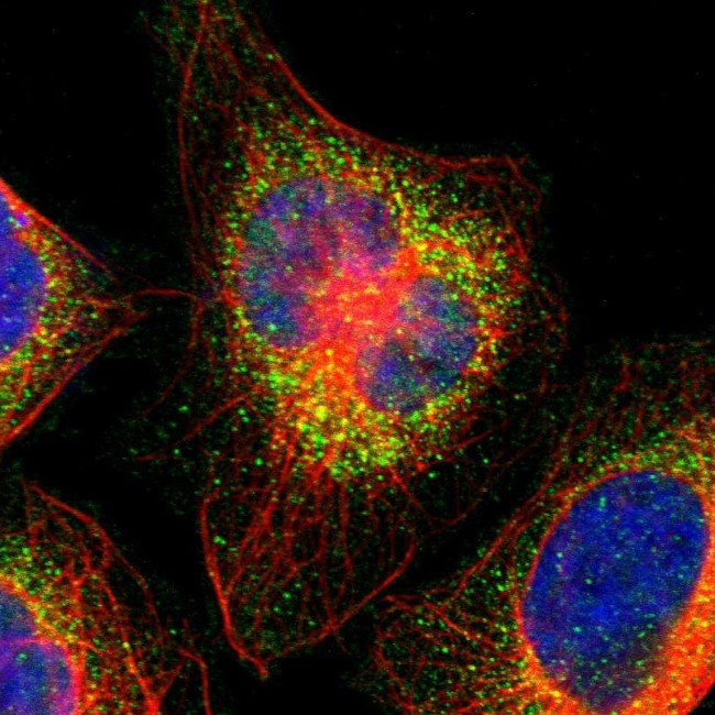 GNAZ Antibody in Immunocytochemistry (ICC/IF)