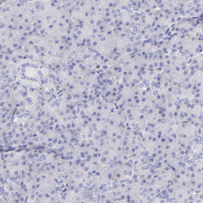 SPARC Antibody in Immunohistochemistry (Paraffin) (IHC (P))