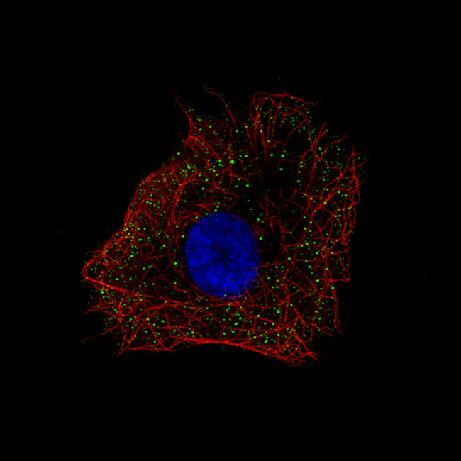 NDP Antibody in Immunocytochemistry (ICC/IF)