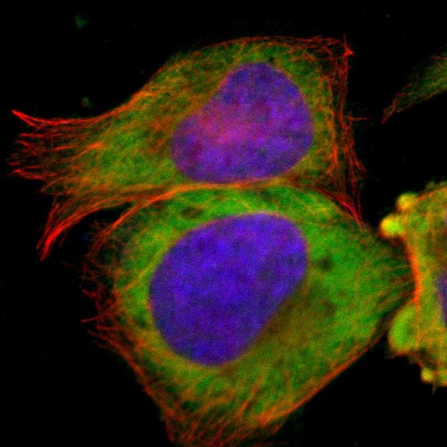 TCP-1 beta Antibody in Immunocytochemistry (ICC/IF)