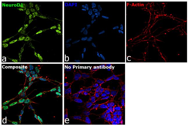 NeuroD1 Antibody in Immunocytochemistry (ICC/IF)