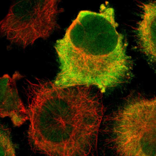 CDK1 Antibody in Immunocytochemistry (ICC/IF)