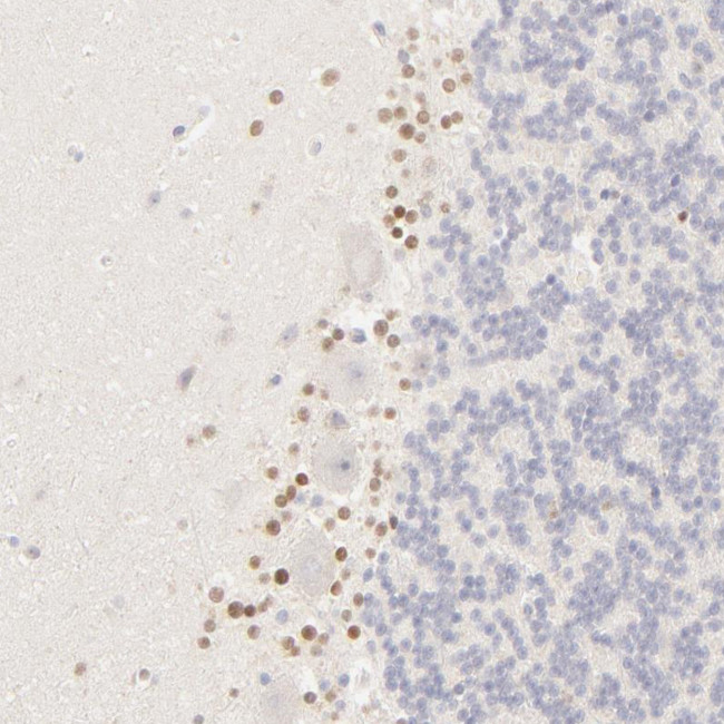 Nkx2.2 Antibody in Immunohistochemistry (Paraffin) (IHC (P))